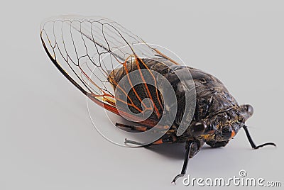 Cicada, insect, cryptotympana atrata Stock Photo